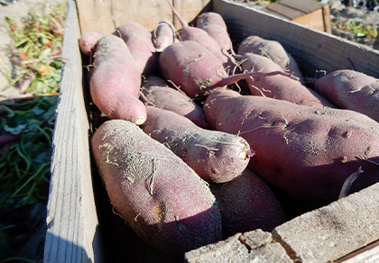 農業関係事業者様向け印刷